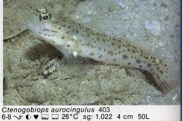 Ctenogobiops aurocingulus